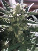 Imagen de CaliWDD81 (Angry Gorilla Auto)