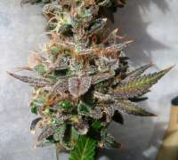 Imagen de TTrichrome (Grape Kush)