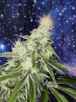 Imagen de St0nA (Original Sour Diesel)