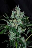 Imagen de Jubei (Strawberry Sour Diesel)