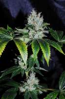 Imagen de Jubei [Strawberry Sour Diesel]