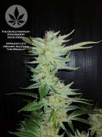 The Devil's Harvest Seed Company Strawberry Sour Diesel - photo réalisée par pineappleltd