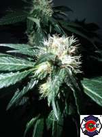 Imagen de triceratopsgardens (Blue Cheese)