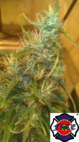 Imagen de triceratopsgardens (Sour Blue Cheese)