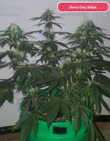 Imagen de triceratopsgardens (Cherry Chocolate Widow)