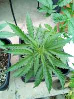 Imagen de triceratopsgardens (Chocolate Blueberry G13)