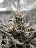 Imagen de pdxgrow (Unicorn Poop)