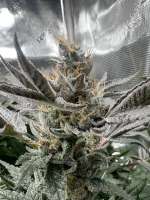 Imagen de pdxgrow (Unicorn Poop)