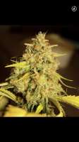 Top Dawg Seeds 3 Chems - photo réalisée par Mephisto66689