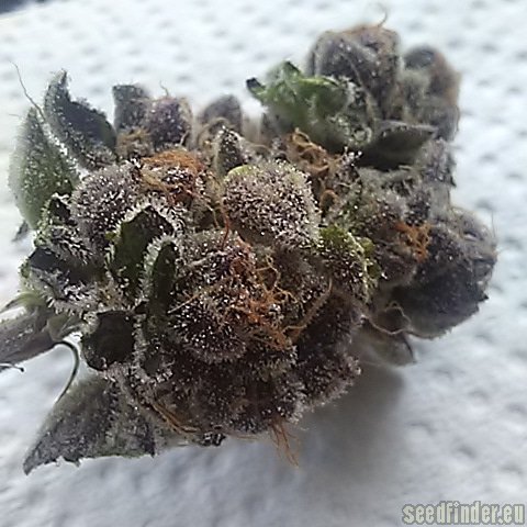 Top Dawg Seeds Star Cookies