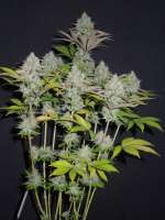 Top Seedcret Sour Yeti - photo réalisée par Cultivator420