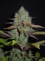 Imagen de Cultivator420 (Sour Yeti)