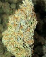 Treeology Genetics White Fruit of Atlantis - photo réalisée par DisastaGreenThumb