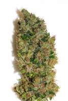 Tropical Seeds Company Smooth Smoke - photo réalisée par admin