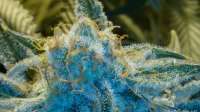 Trump Seeds Blue Cheese x Jack Herer - photo réalisée par trumpseeds