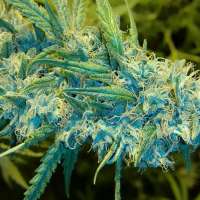 Trump Seeds Blue Knight - photo réalisée par trumpseeds