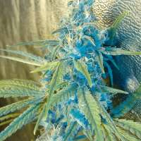 Imagen de trumpseeds (Blue Ninja)