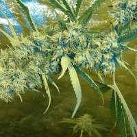 Imagen de trumpseeds (Ghost Train Haze X Bruce Banner X Girl Scout Cookie )