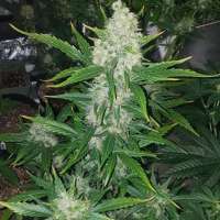 Unicorn Boys Genetics Midnight Cheese - photo réalisée par Unicornboysgenetics