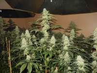 Imagen de blzbob (Grand Daddy Purple)