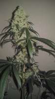 Imagen de AntidoteMan (Las Vegas Lemon Skunk)