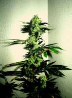 Imagen de AntidoteMan (Las Vegas Lemon Skunk)