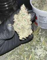 Imagen de WhizkidLabs (Sour Diesel)