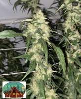 Imagen de Grower9908 (Uptown Haze)