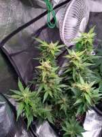 Imagen de Rugarray (Auto Sunburn Pineapple)