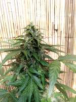 Unleashed Genetics Auto Sunburn Pineapple - photo réalisée par ElmoUnleashed