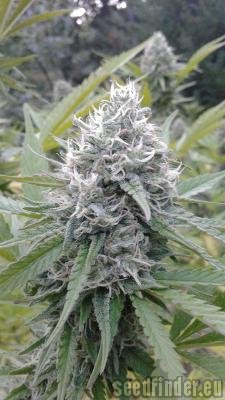 Virgin Seeds White Satin