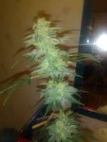 Imagen de PotHeadMason (AK-49 Auto)