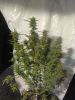 Imagen de Razztabreath (Lambs Breath x AK-49)