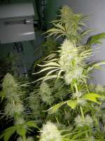 Imagen de WhiteyB (Super Skunk)