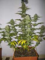 Imagen de WhiteyB (Super Skunk)