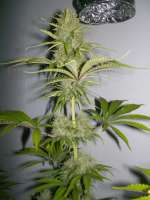 Vision Seeds Super Skunk - photo réalisée par WhiteyB