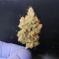 Waffle House Genetics Banana Nose Candy - photo réalisée par WaffleHouseGenetics