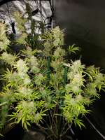 Waffle House Genetics Breakfast Haze - photo réalisée par WaffleHouseGenetics