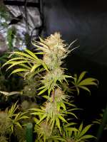 Waffle House Genetics Breakfast Haze - photo réalisée par WaffleHouseGenetics