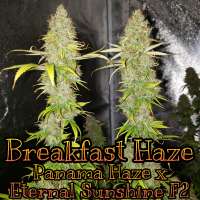 Waffle House Genetics Breakfast Haze - photo réalisée par WaffleHouseGenetics