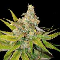 Waffle House Genetics Pineapple Sours - photo réalisée par Wafflehousegenetics