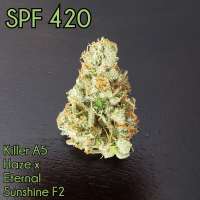 Waffle House Genetics SPF 420 - photo réalisée par Wafflehousegenetics