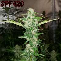 Waffle House Genetics SPF 420 - photo réalisée par Wafflehousegenetics