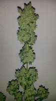 Imagen de SirSuperSkunk (Super Skunk Automatic)