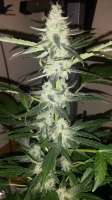 Imagen de SirSuperSkunk (Super Skunk Automatic)