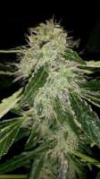 Imagen de SirSuperSkunk (Super Skunk Automatic)