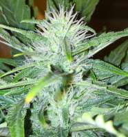 Imagen de Maxpowder (Super Skunk Automatic)