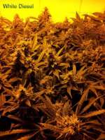 Imagen de MrQnQ (White Diesel)