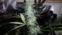 Imagen de Ritze (White Diesel Haze Automatic)