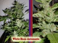 White Label White Haze Automatic - photo réalisée par hankpankwank